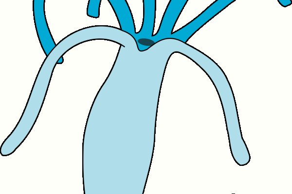 Ссылка на кракен тор браузер